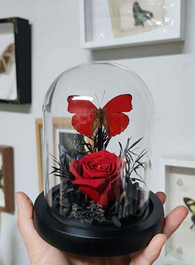 女王漪蛱蝶眼蛱蝶真蝴蝶标本艺术玻璃罩摆件小众手工生日收藏礼物