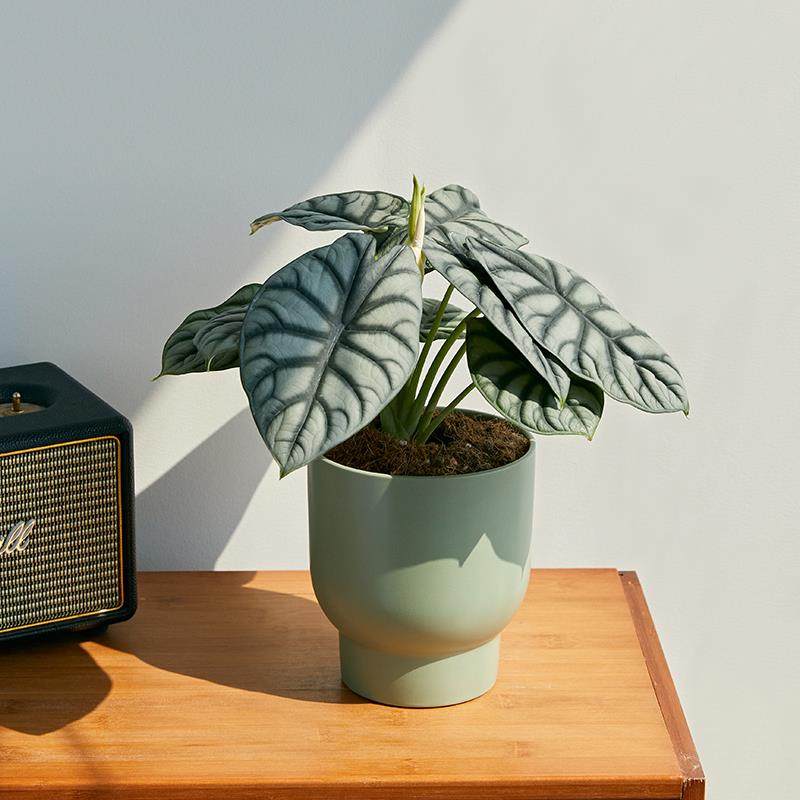 白犀牛海芋盆栽稀有热带植物室内绿植客厅桌面阳台小盆景 高质感