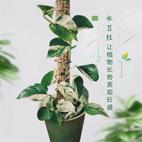 水苔柱棒攀爬白锦花叶龟背竹支架植物立杆蔓绿绒爬藤定型专用棕柱