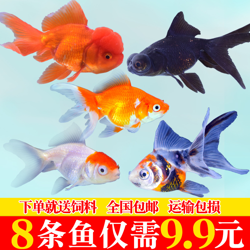 金鱼活鱼冷水观赏鱼兰寿金鱼草金鱼狮子头金鱼鎏金鱼龙睛耐活活鱼