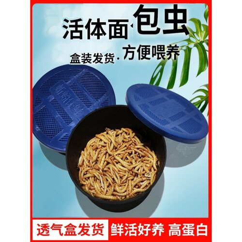 透气小盒发货面包虫黄粉虫活体蜘蛛蝎子乌龟守宫角蛙鸟活饵饲料