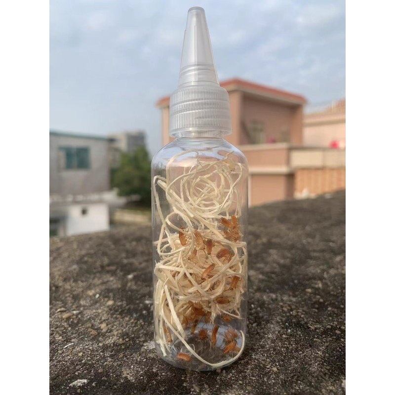 樱桃蟑螂杯瓶装活体罐装樱桃红蟑螂盒装螳螂蚂蚁蜘蛛鸟鱼活体饲料