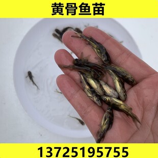 淡水黄颡鱼苗黄骨鱼苗黄丫头黄鸭叫黄辣丁鱼昂刺鱼苗活体养殖食用
