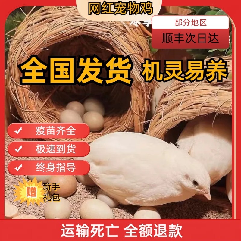 宠物鸡观赏网红鸡活体德系礼服活体迷你鸡纯白瓦灰活礼服包邮