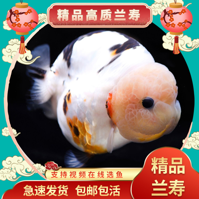 【精品高质】兰寿金鱼淡水锦鲤观赏鱼纯种国粹泰狮小金鱼活鱼好养