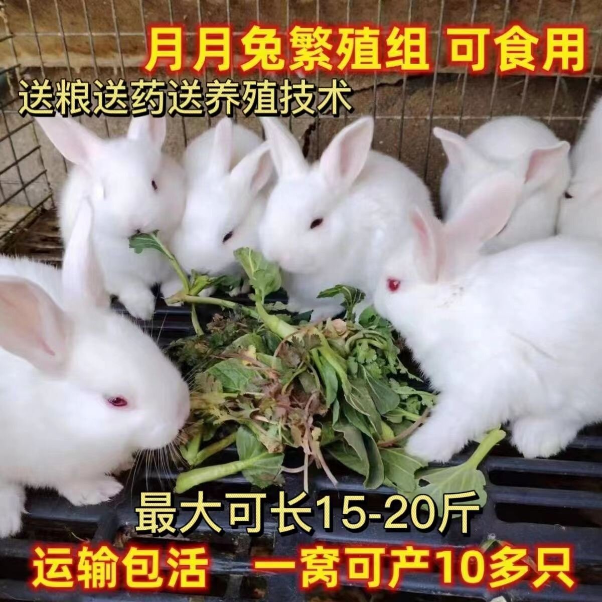 宠物小兔子活物可食用纯种小白兔非公母一对月月肉兔巨型家养兔子图片