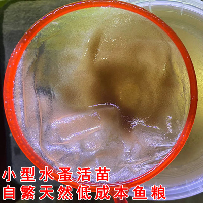 水蚤 水蚤活苗鱼虫活食水蚤繁殖干水蚤冰冻红虫活饵鱼食水蚤包邮