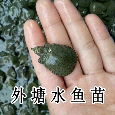 外塘养殖黄金甲鱼苗乌龟活物中华鳖水鱼王八苗生态龙鱼活甲鱼小苗