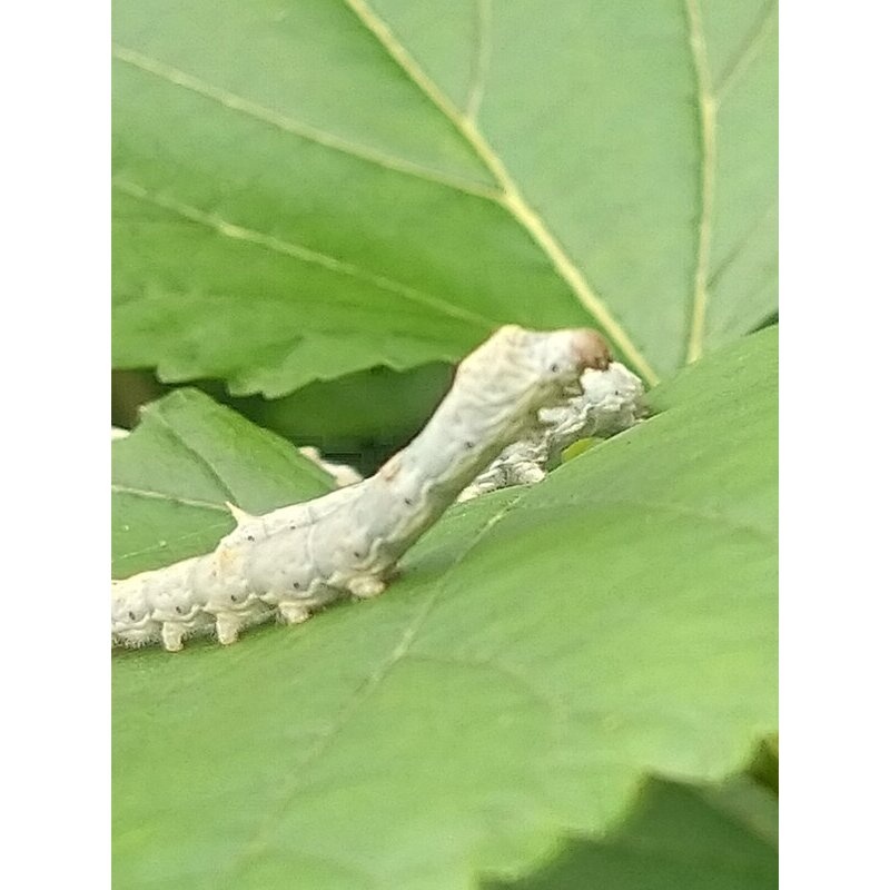 新鲜桑叶蚕宝宝饲料小蚕现摘嫩叶桑树叶喂蚕叶养蚕专用不打药顺丰