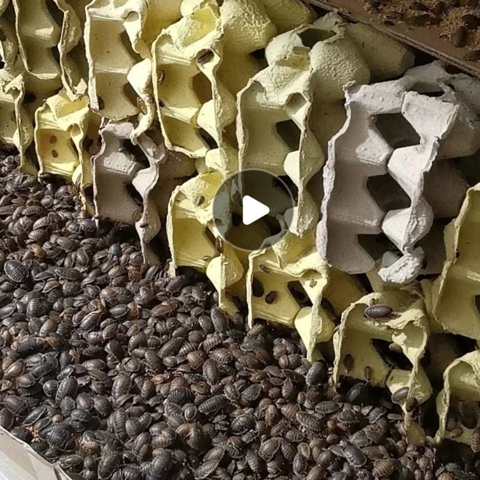 杜比亚蟑螂活体幼体繁殖组蜥蜴龙鱼守宫活饵饲料超樱桃蟋蟀