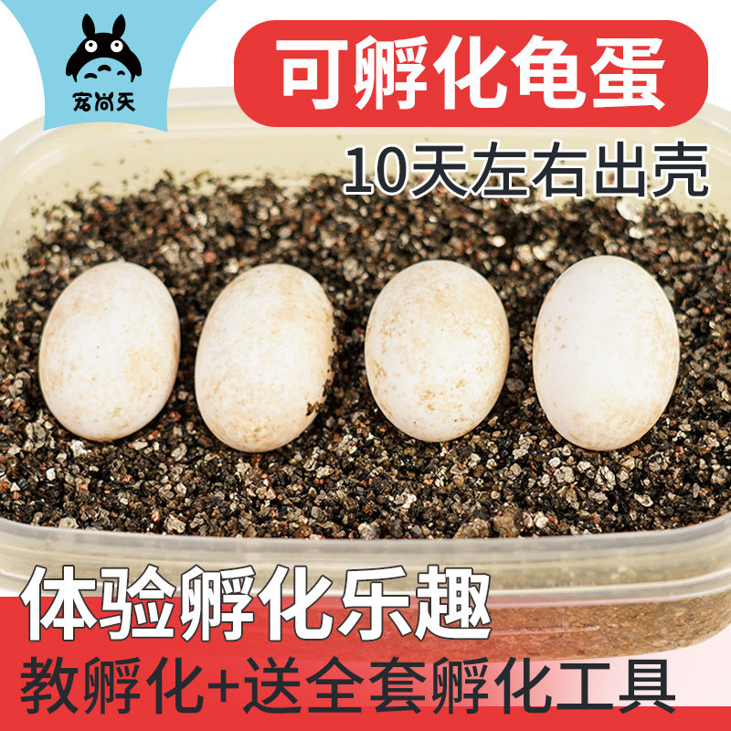 宠尚天乌龟蛋可孵化套装受精蛋网红儿童小宠物龟苗草龟巴西龟活物