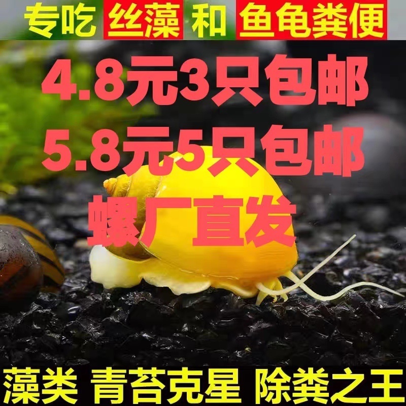 黄金螺除藻螺观赏螺鱼缸清洁螺吃藻螺苹果螺斑马螺吃粪工具淡水螺