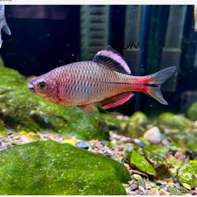 原生鱼 越南鱊广齐氏鱊 短须鱊彩石鳑鲏鱼溪流鱼冷水观赏鱼淡水鱼