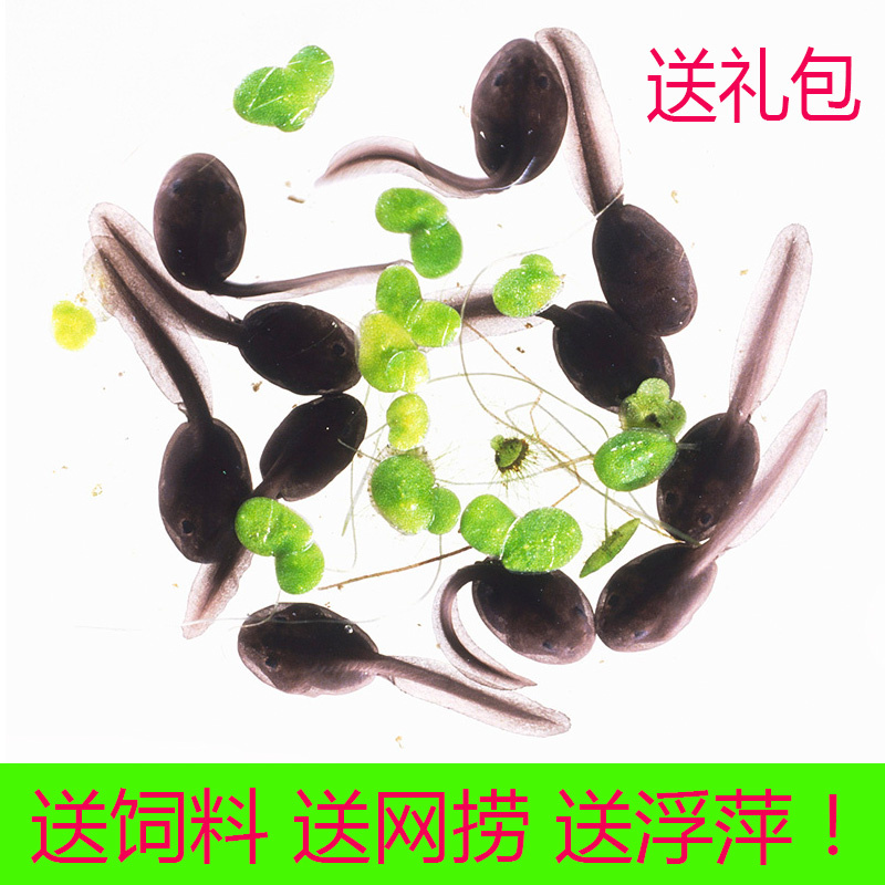 蝌蚪活体蝌蚪苗饲料小蝌蚪找妈妈学生幼儿园小蝌蚪活物
