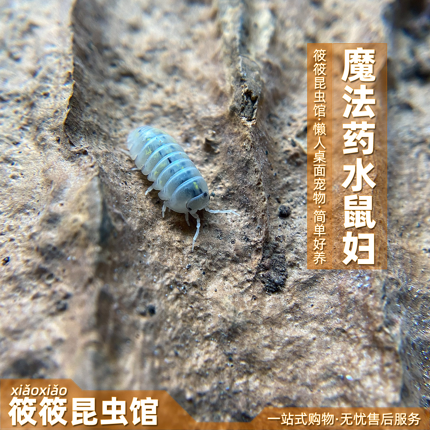 筱筱昆虫馆魔法药水鼠妇玄幻色彩