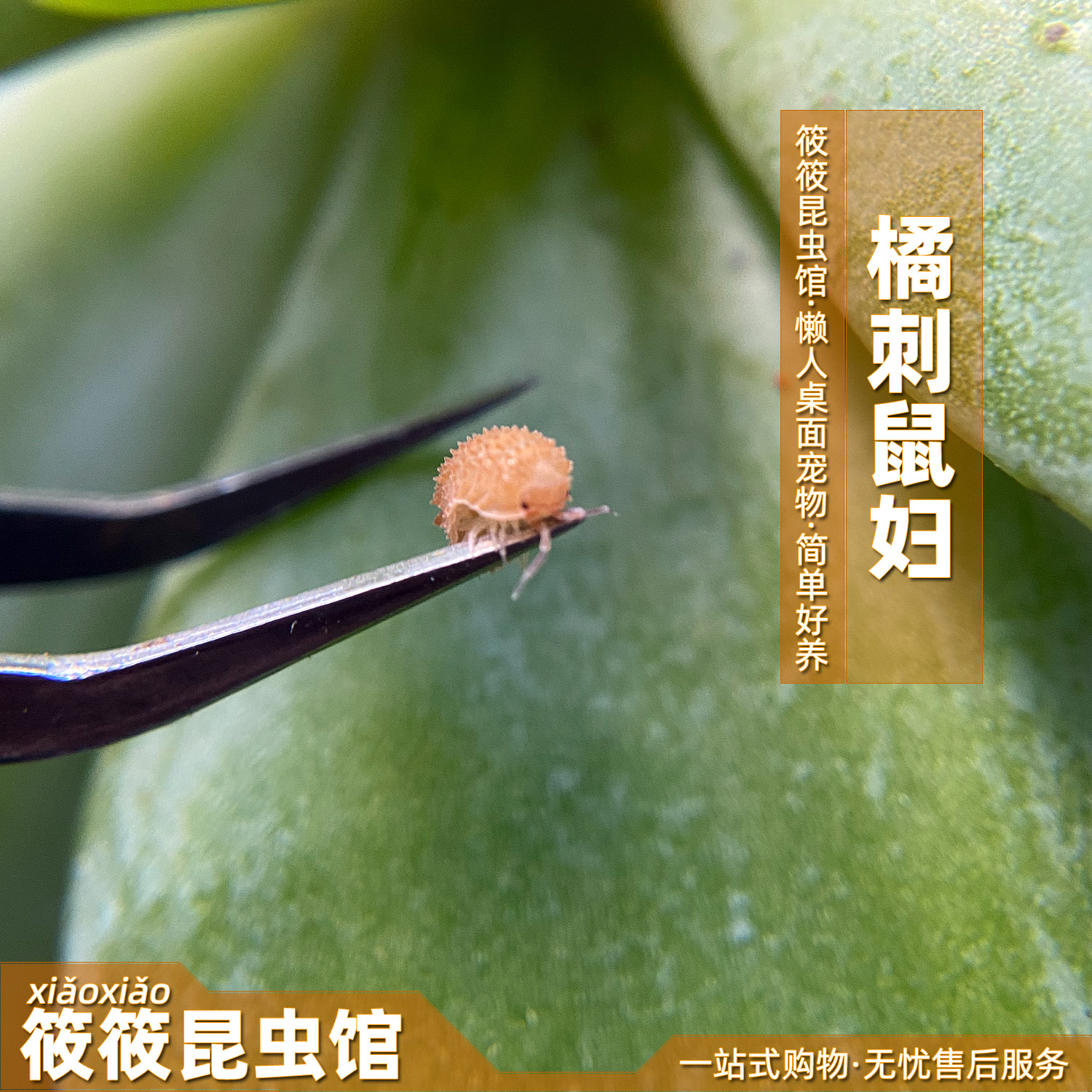 筱筱昆虫馆橘刺鼠妇超萌小巧可爱