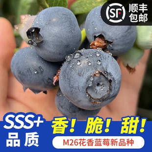 精选品种L25脆甜花香大蓝莓 高原花香蓝莓鲜果礼盒装 顺丰空运
