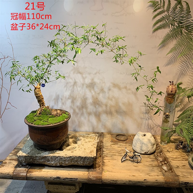 文人小叶簕竹阳台室内外桌面勒竹熟树桩绿植庭院花园盆景茶馆盆栽