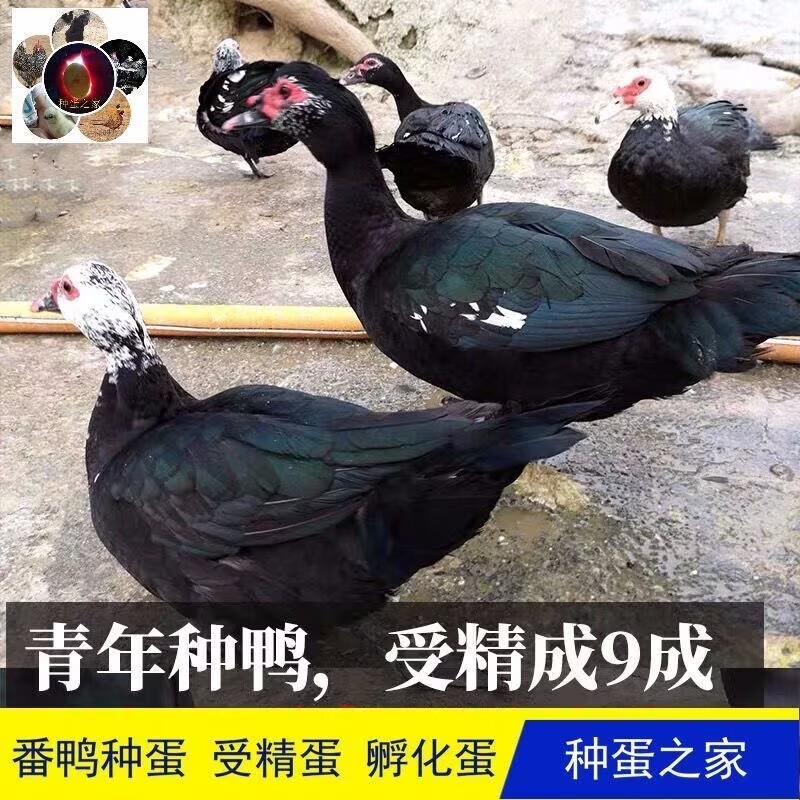 受精种蛋洋鸭 番鸭蛋红脸美洲雁小黄鸭肉鸭旱鸭鸳鸯鸭包正宗