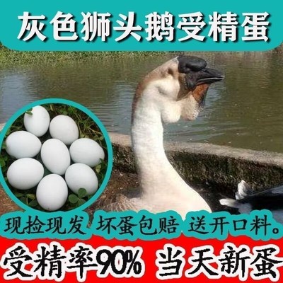 汕头新鲜散养大种白灰狮头鹅蛋受精蛋种蛋可孵化可食用蛋宠物鸡