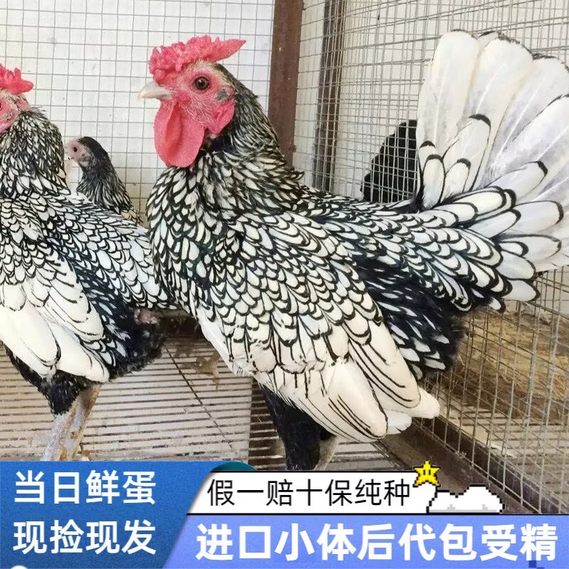 波兰鸡种蛋受精蛋引进新品观赏鸡可孵化散养宠物鸡蛋受精种鸡蛋苗