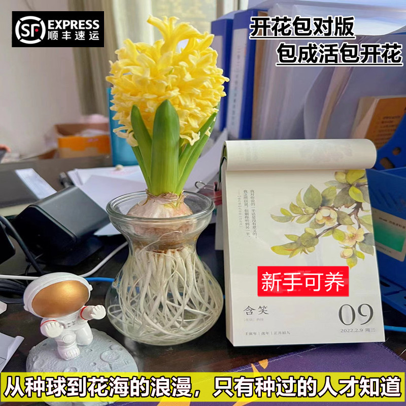 风信子种球水培套装四季水养郁金香花卉室内耐寒土培绿植秋冬盆栽