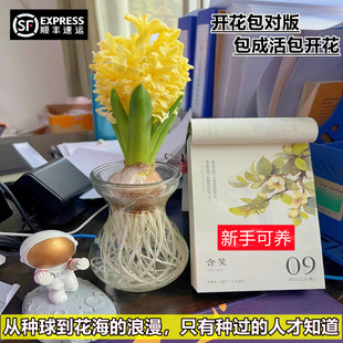 风信子种球水培套装 水养郁金香花卉室内耐寒土培绿植秋冬盆栽 四季