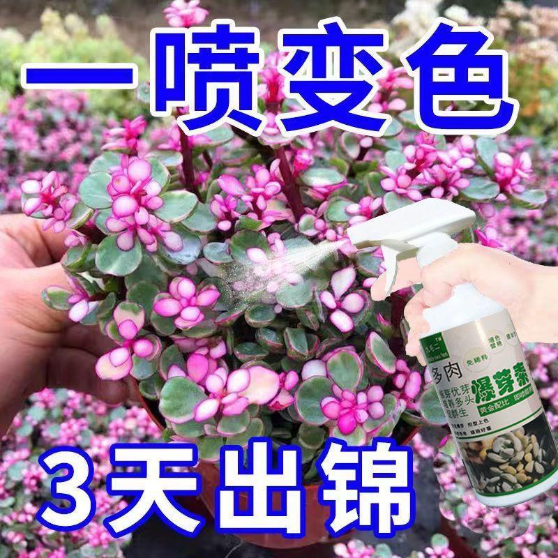 适合各种花的肥料专用】金枝玉叶变色药多肉出锦药水专用营养液催