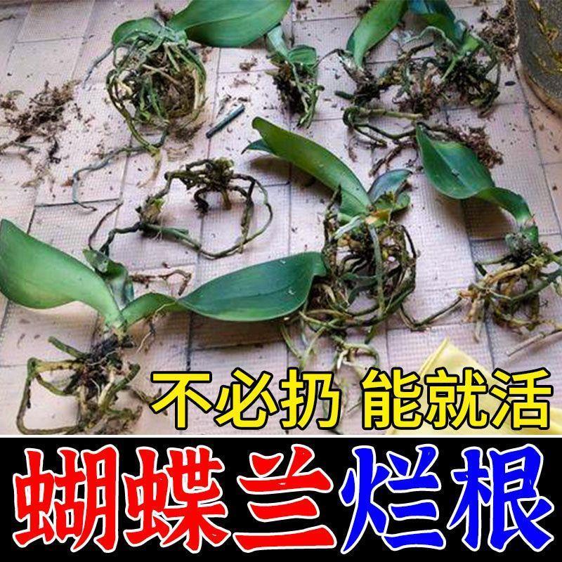 花肥通用养花肥料蝴蝶兰营养液【免稀释】快速促花剑开花防黄叶烂