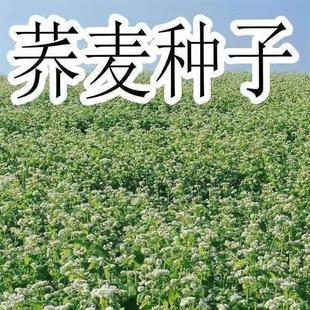 荞麦种子甜荞麦苦荞品质麦四季 麦好种植三角种子食用荞麦基地直销