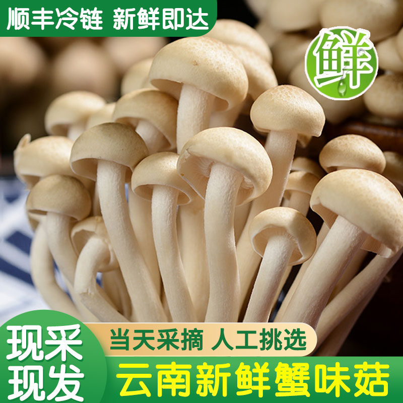 云南蟹味菇香格里拉特产顺丰冷链