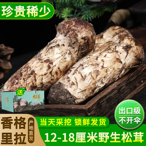 稀缺新鲜松茸香格里拉