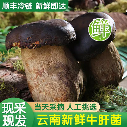 云南特产新鲜黑牛肝菌顺丰包邮