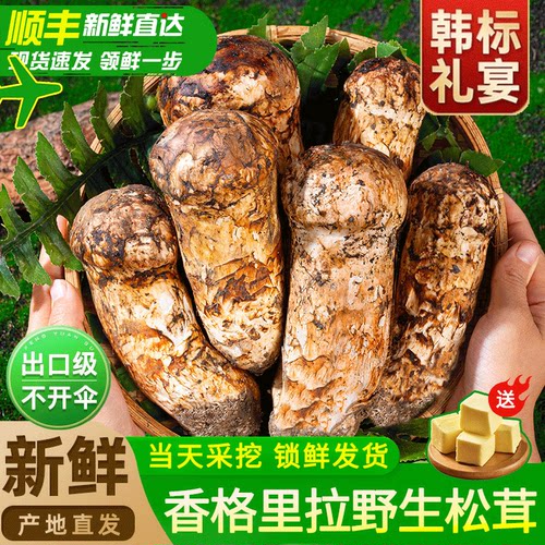 香格里拉新鲜野生松茸官方旗舰店