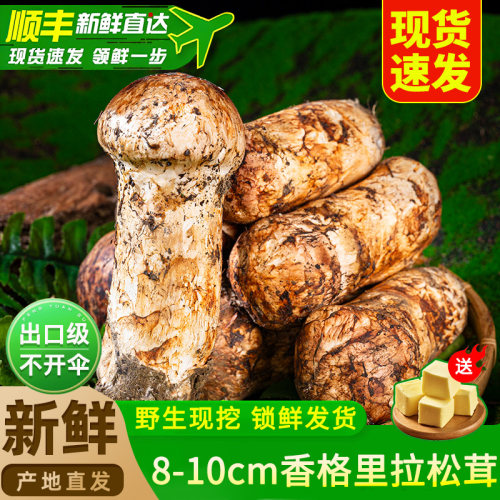 正宗香格里拉新鲜松茸官方旗舰店