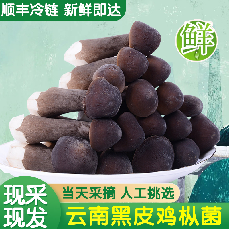 云南特产野生菌新鲜黑皮鸡枞煲汤