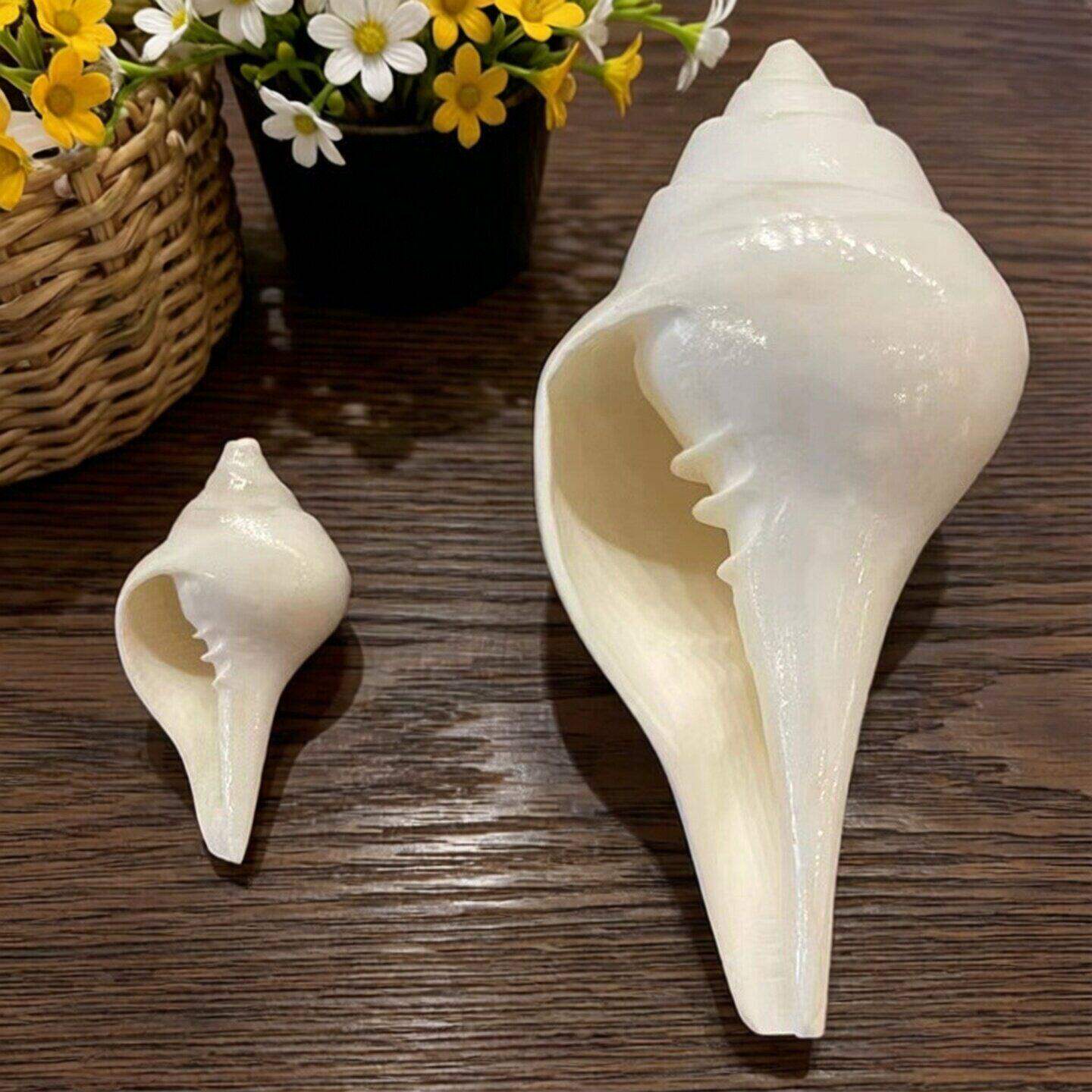 尼泊尔白贝壳海螺生物左旋佛家右旋海螺法螺收藏工艺品八供摆件