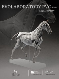 EVO肌肉解剖PVC马科教模型手办摆件美术医学教学雕塑教具动物模型