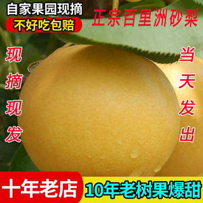 长江第一洲百里洲砂梨翠冠旗舰店