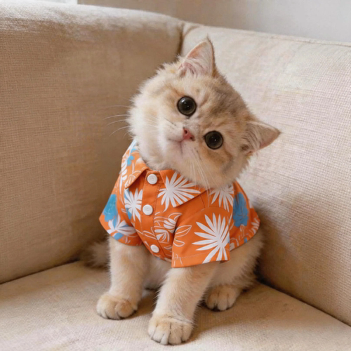 猫咪衣服夏季薄款透气防掉毛布偶金渐层宠物小狗狗夏天沙滩风衬衫