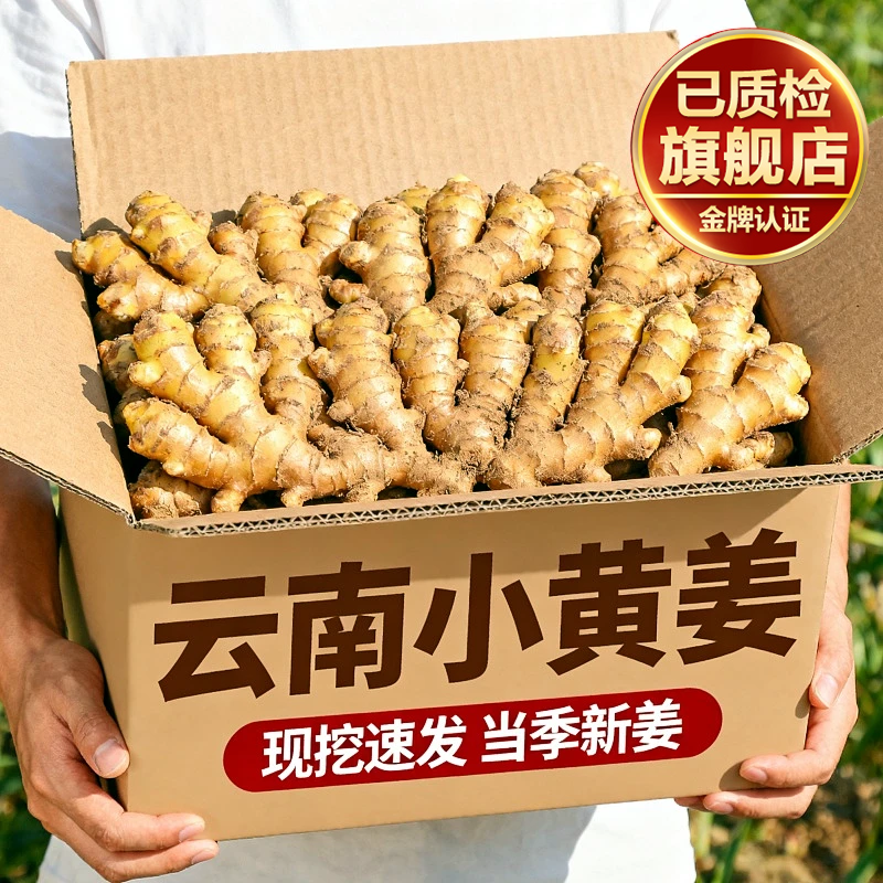 正宗云南小黄姜旗舰店姜香味浓食用月子姜农家自种高山沙姜去腥