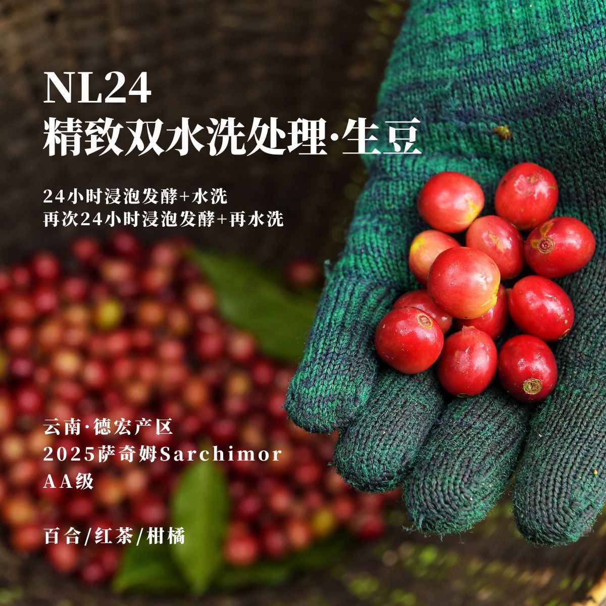 NL24云南德宏当季萨奇姆咖啡生豆