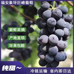 福建福安象环巨峰葡萄礼盒装新鲜孕妇水果高山有机特产现摘现发