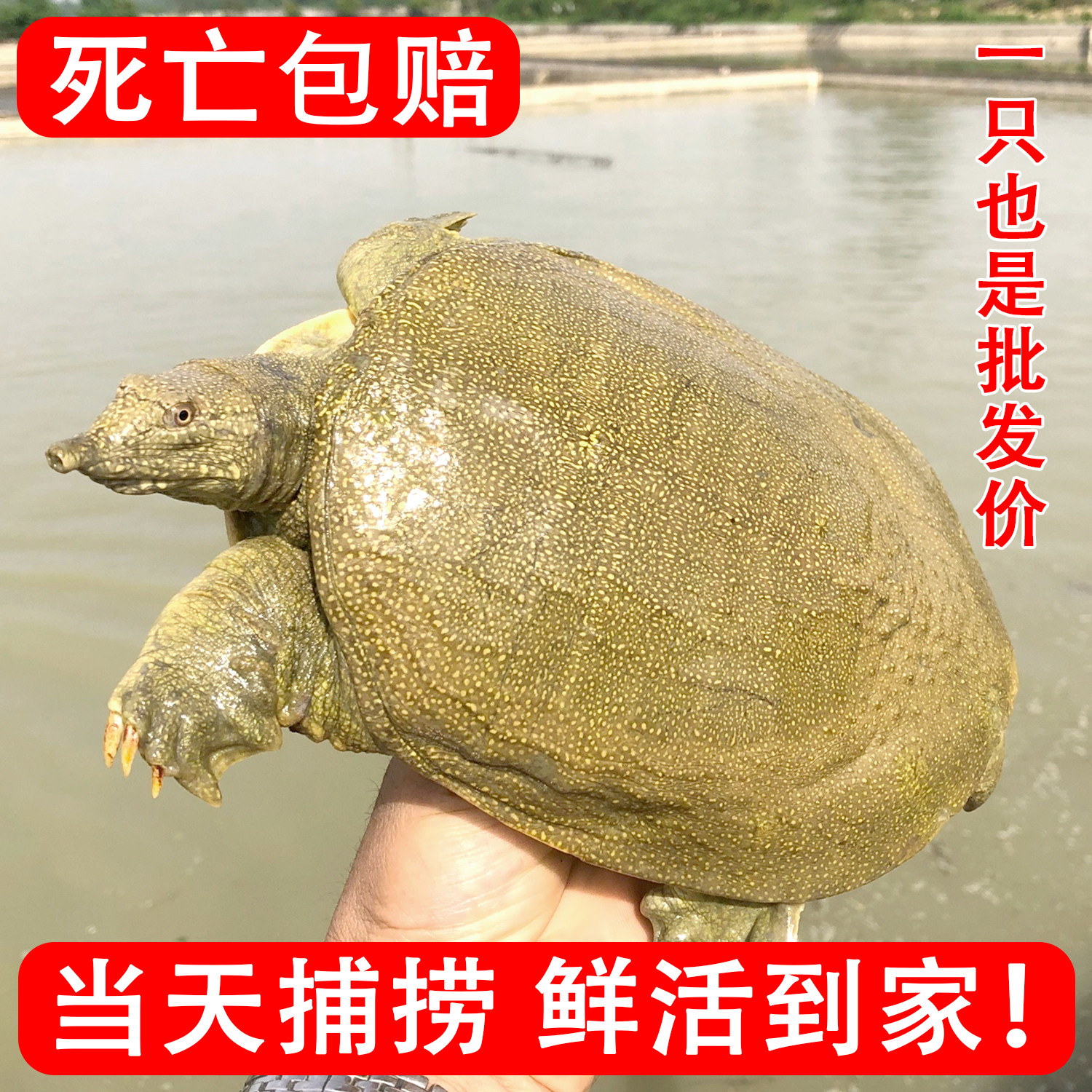 生态甲鱼鲜活老鳖新鲜活甲鱼3斤装水鱼团鱼活鳖活体青黄大公甲鱼,水产肉类/新鲜蔬果/熟食,甲鱼,淘宝优惠券,粉丝福利购,淘宝优惠卷