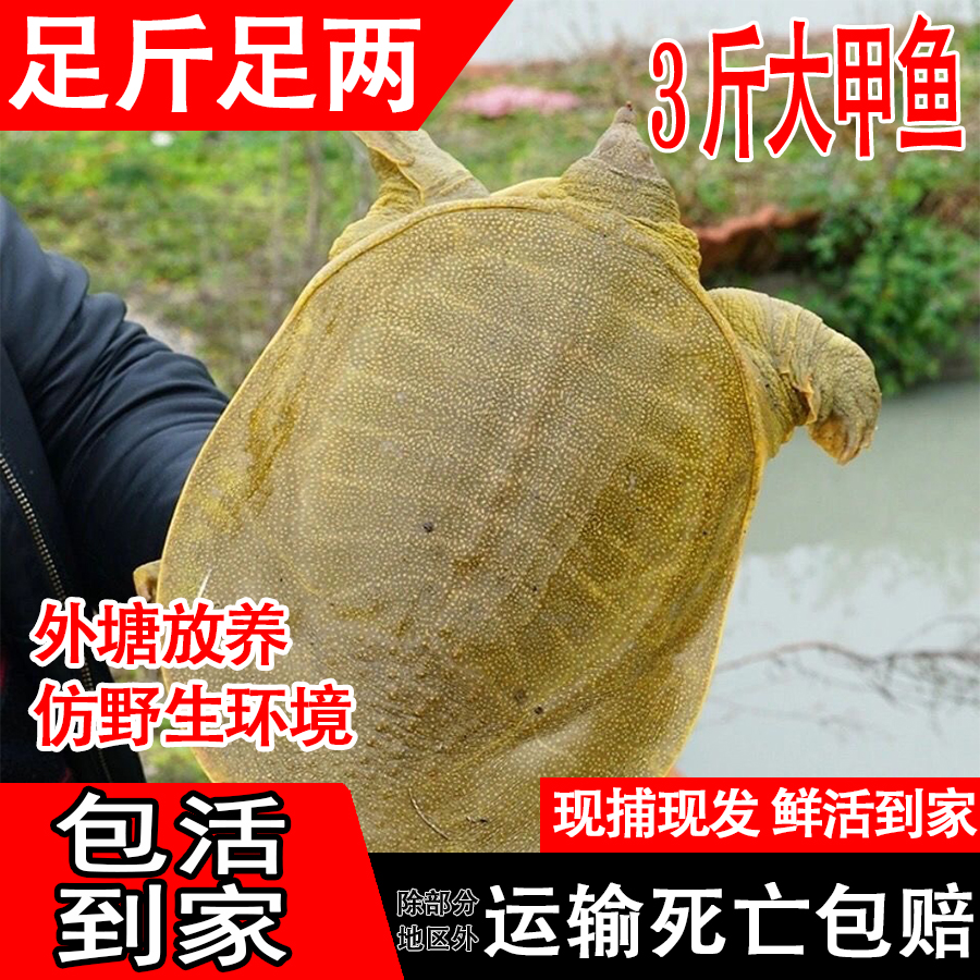 生态甲鱼鲜活老鳖新鲜活甲鱼3斤装水鱼团鱼活鳖活体青黄大公甲鱼