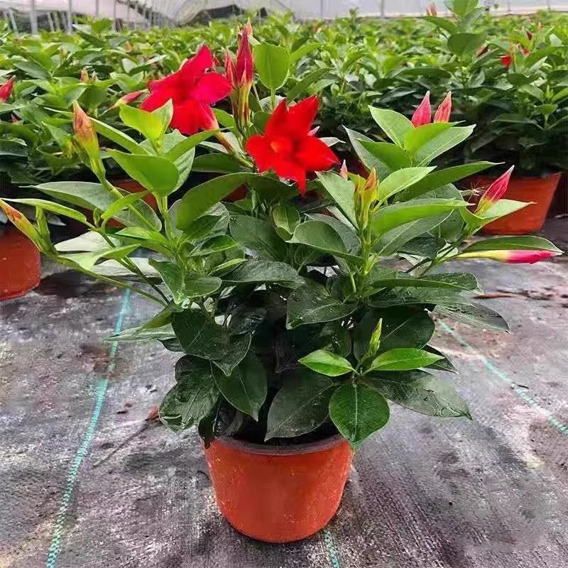 飘香藤四季盆栽耐旱耐阴好养