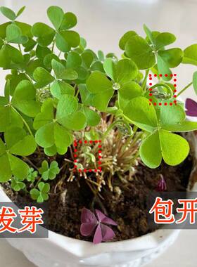 红花酢浆草花卉耐寒四季开花