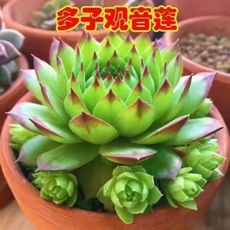 观音莲多子多福好养大盆栽