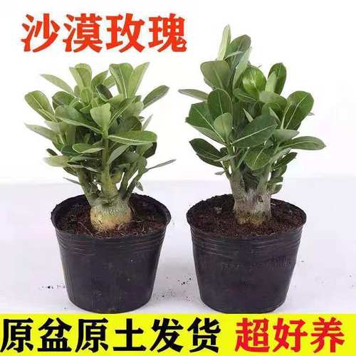 沙漠玫瑰室内室外耐旱好养活