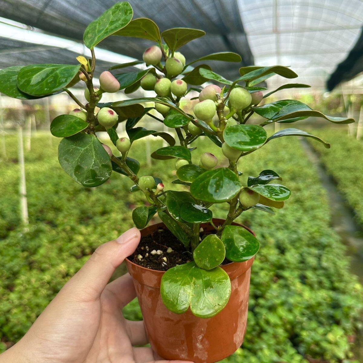 小盼菩提菩提树盆栽植物室内绿植